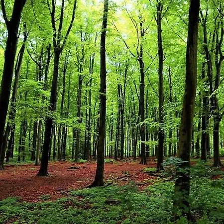 The Royal Ii - R.q.c. Haia