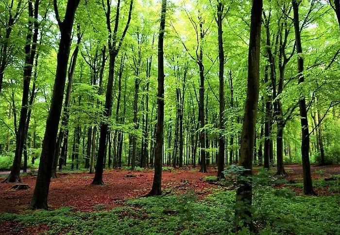 The Royal Ii - R.q.c. La Haya